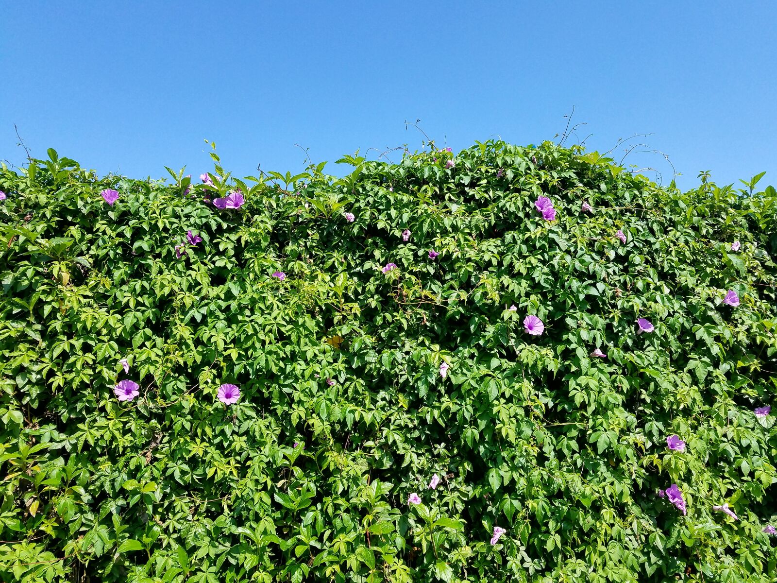 Samsung Galaxy S7 Edge sample photo. Morning glory, plant wall photography