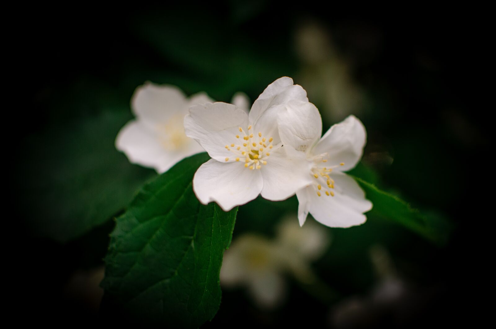 Nikon D5100 sample photo. Macro, photo, flowers photography