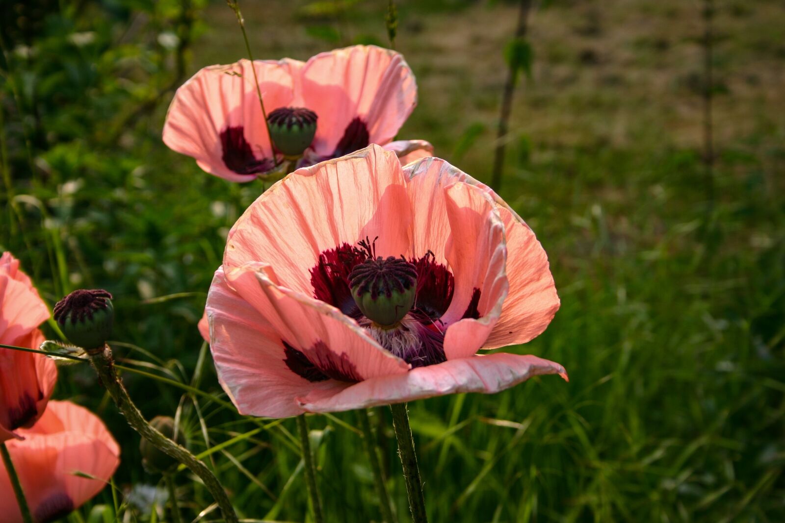 Canon EOS 300D (EOS Digital Rebel / EOS Kiss Digital) sample photo. Klatschmohn, papaver rhoeas, spring photography