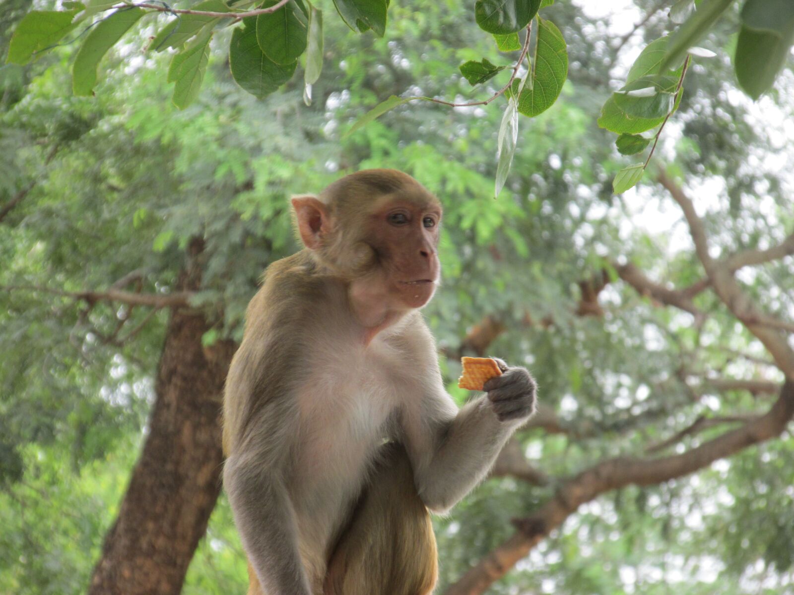 Canon PowerShot SX160 IS sample photo. Monkey eating biscuit, animal photography