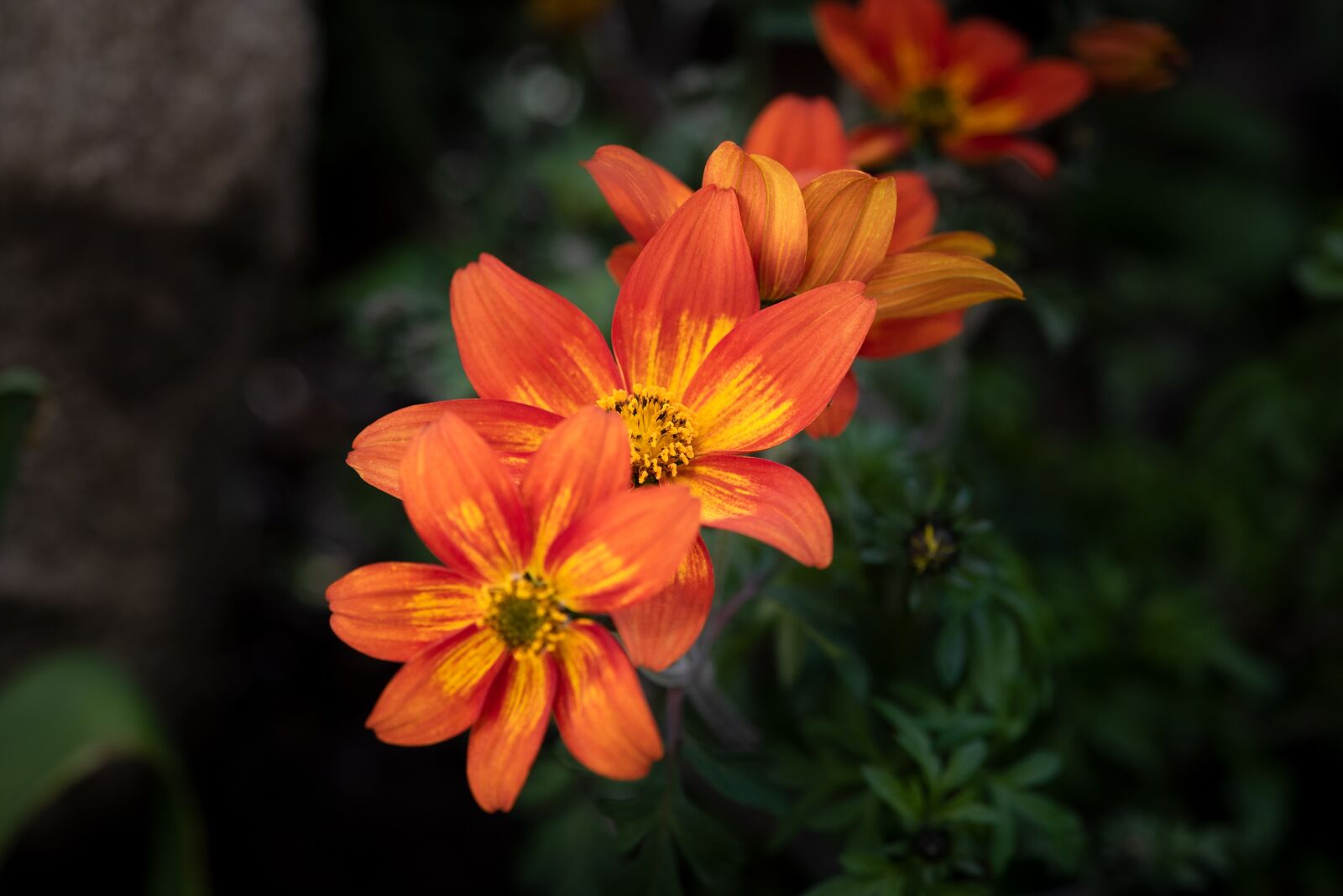 Nikon D750 sample photo. Flowers, orange, garden photography