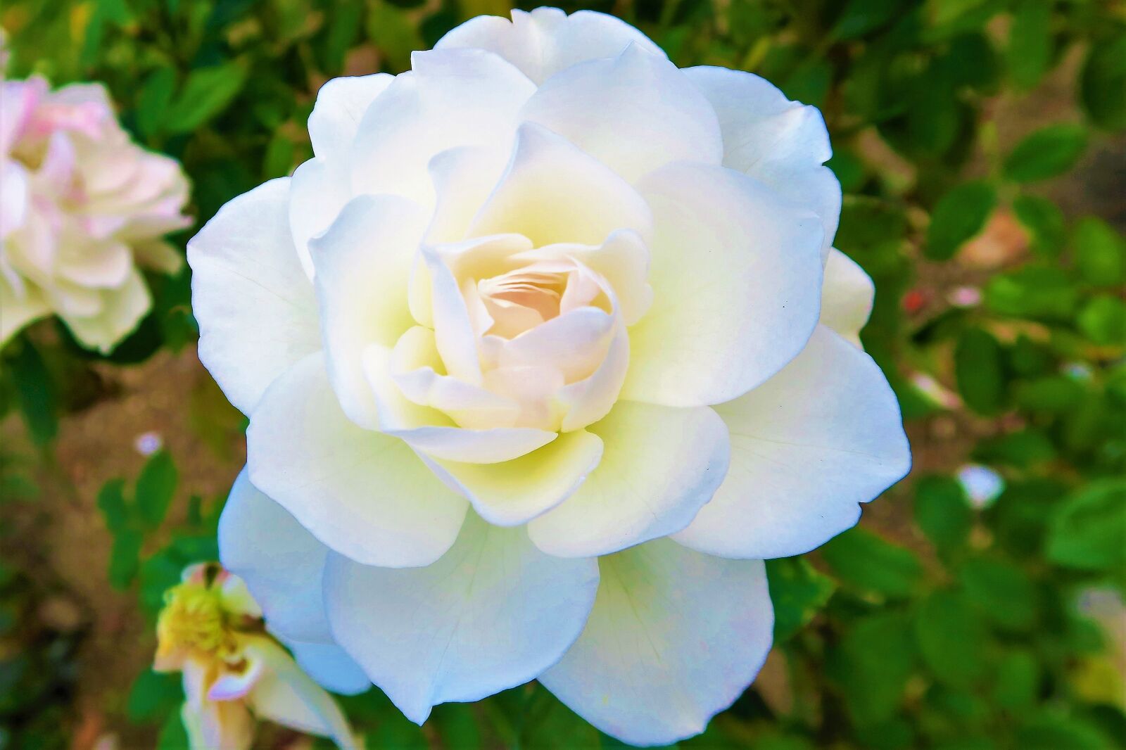 Canon PowerShot G7 X sample photo. Rose, white rose, white photography