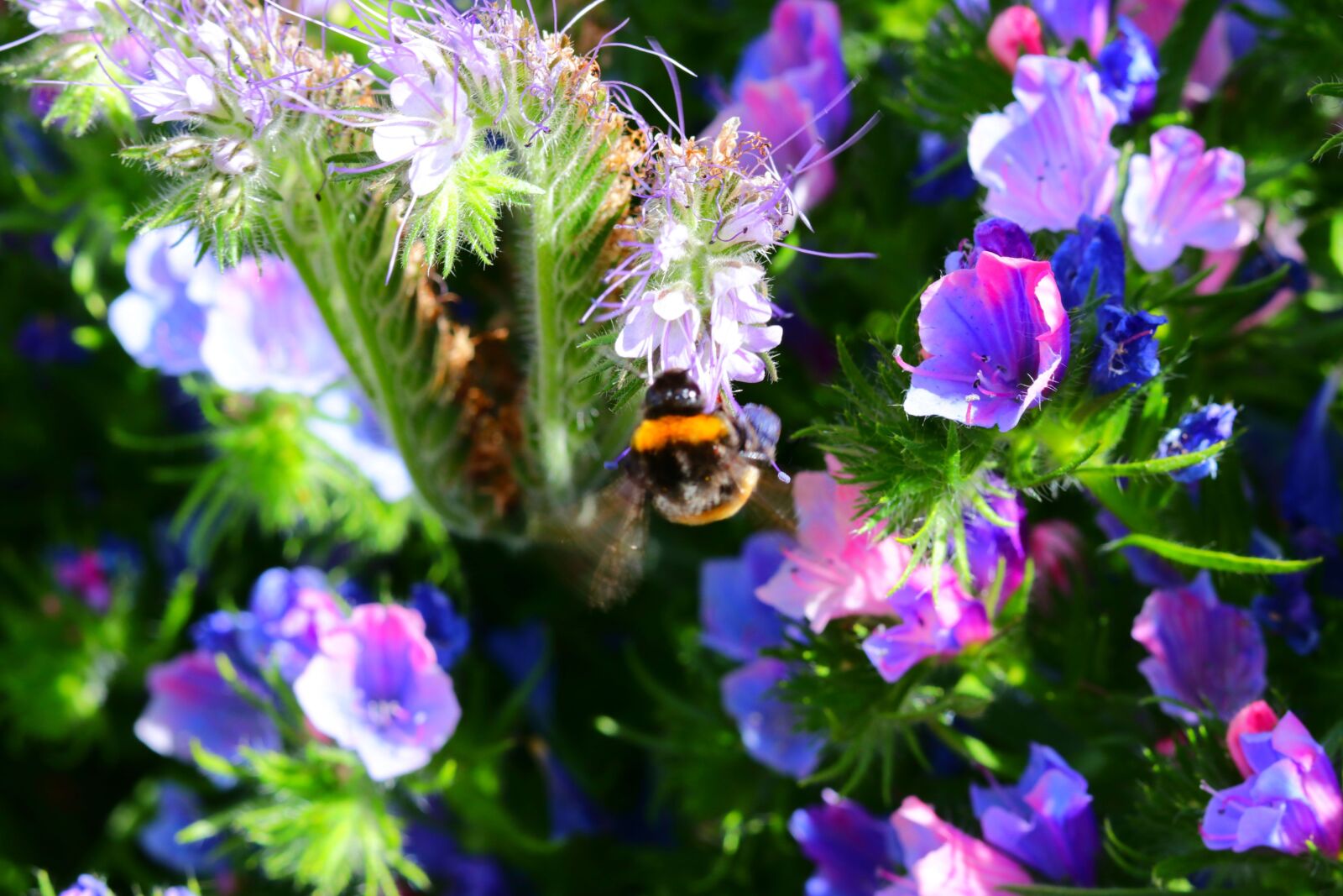 Canon EOS 80D + Canon EF 50mm F1.8 STM sample photo. Friend, bee, nature photography