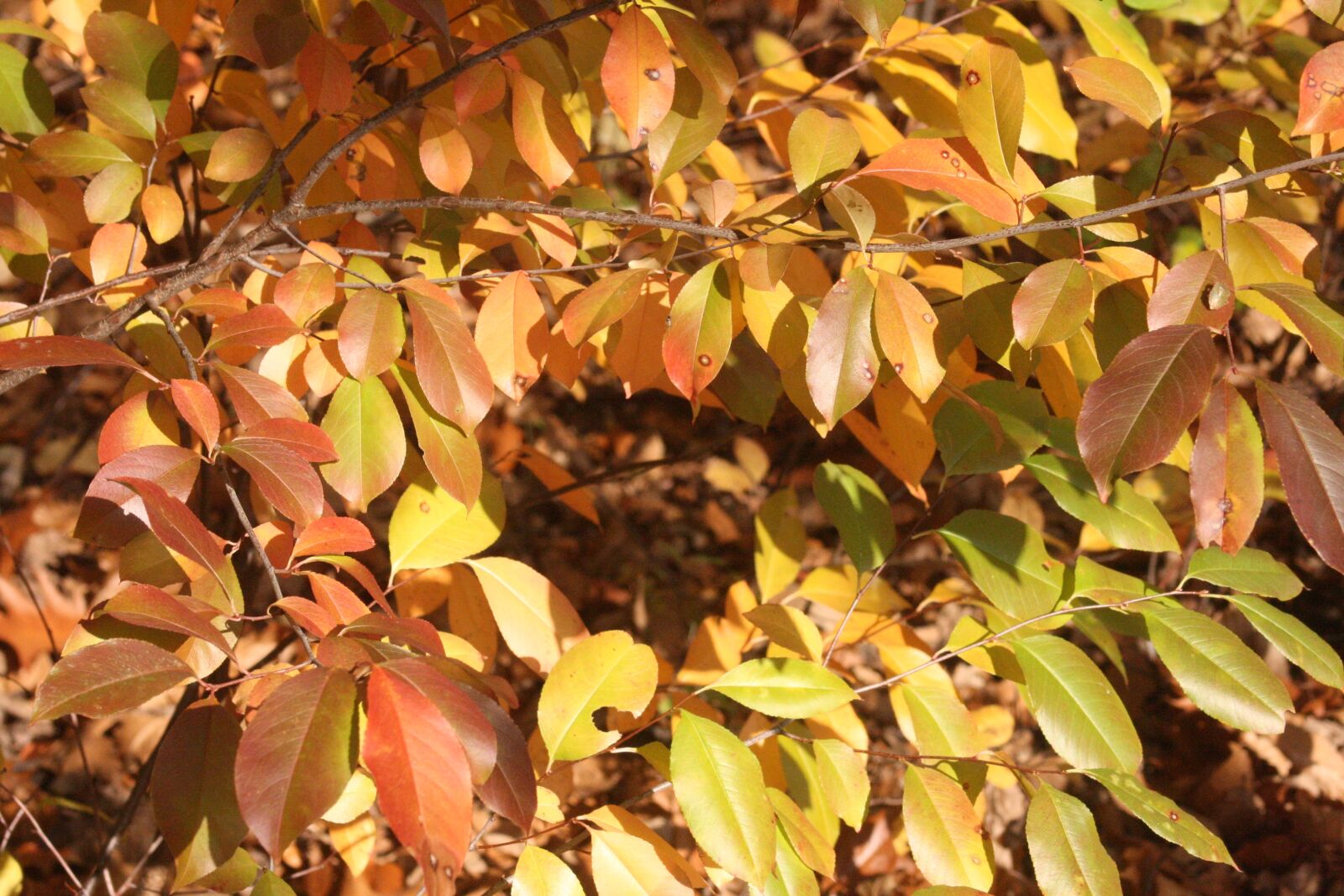 Canon EOS 1000D (EOS Digital Rebel XS / EOS Kiss F) sample photo. Autumn, leaves, shiny photography