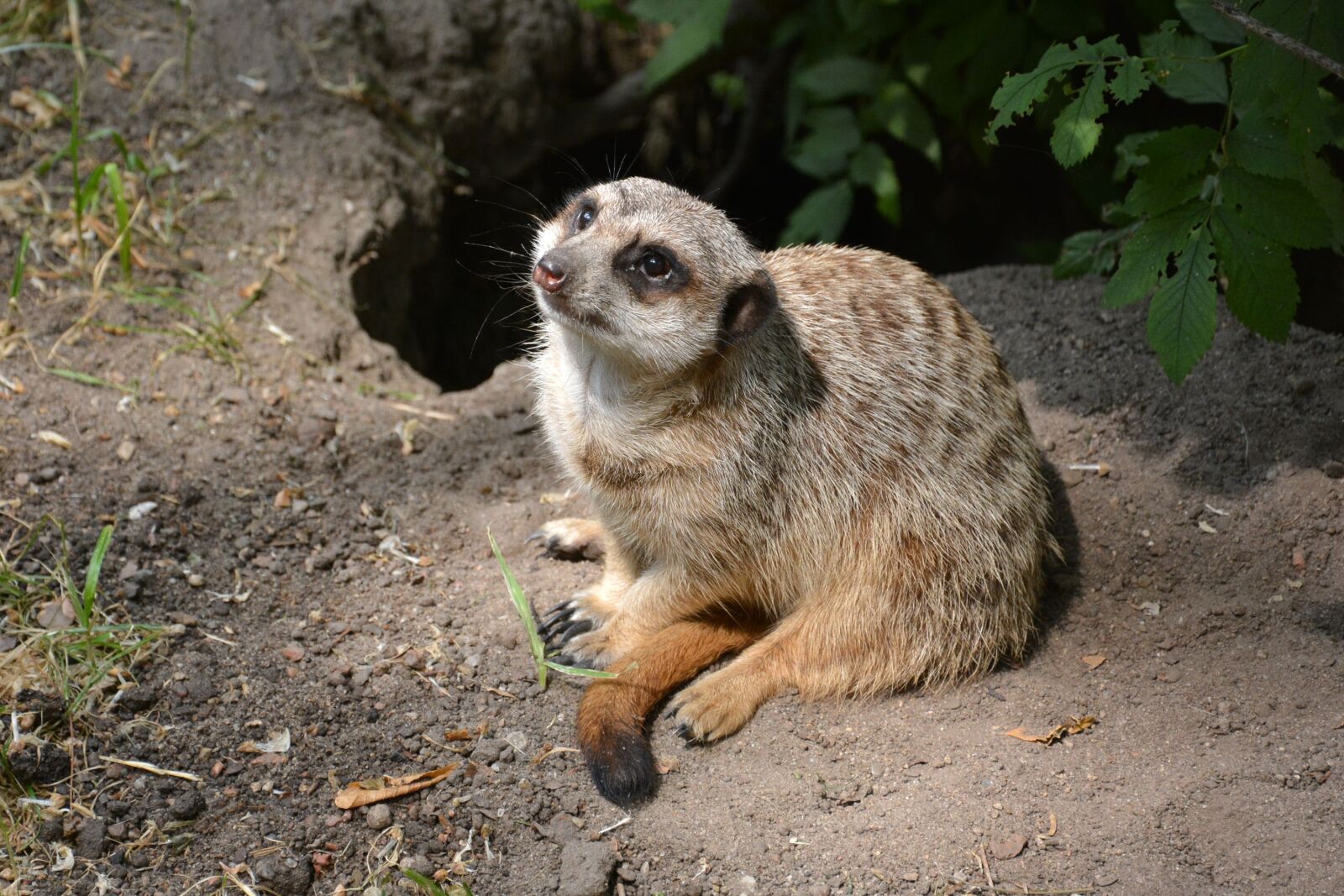 Nikon D5200 sample photo. Surykatka, zoo, savanna photography
