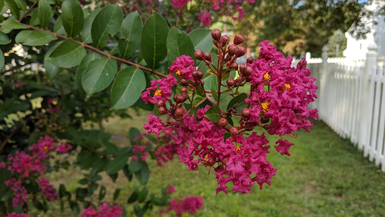 Google Pixel 2 sample photo. Backyard, bloom, blossom photography