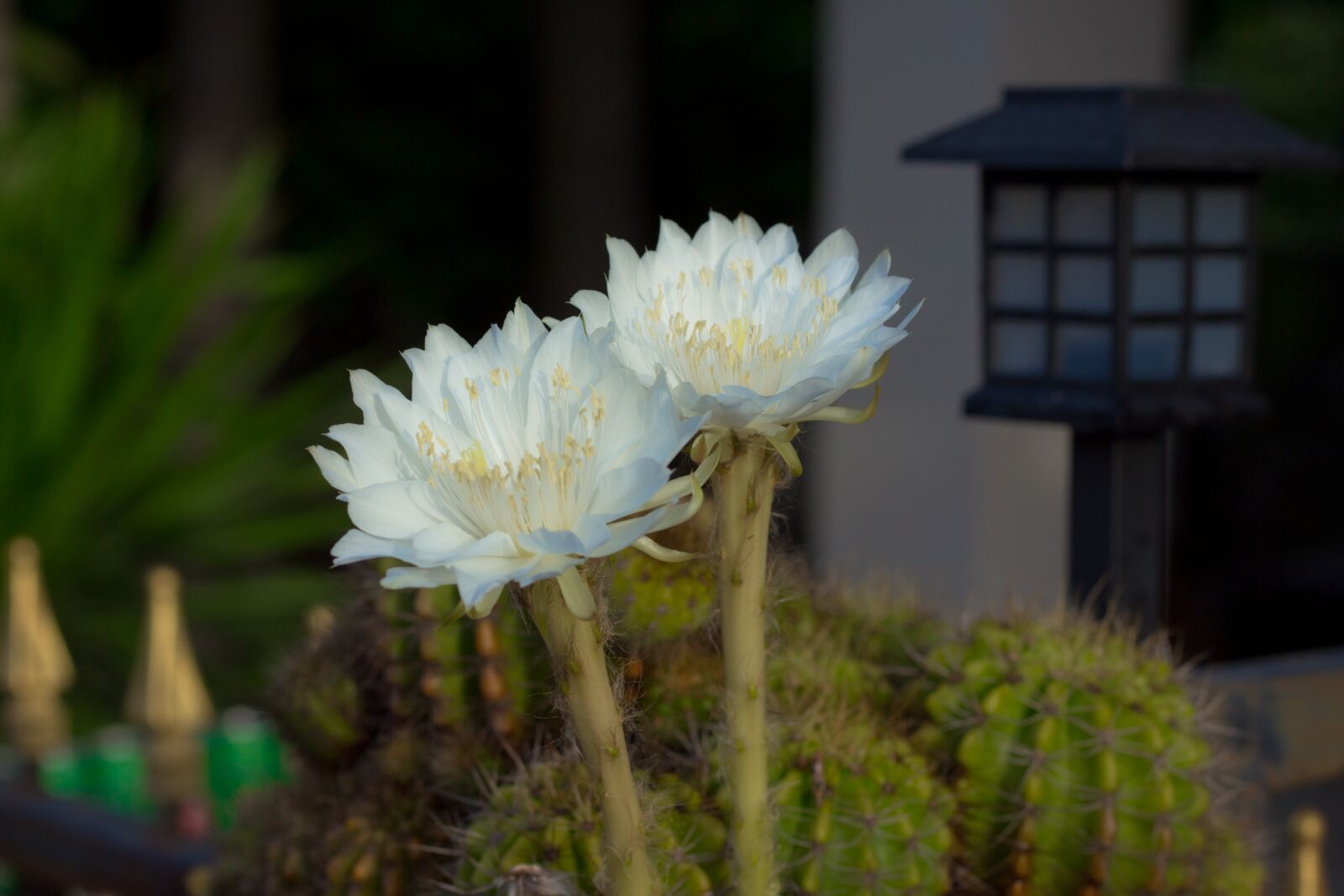 Canon EOS 700D (EOS Rebel T5i / EOS Kiss X7i) + Canon EF 50mm F1.8 STM sample photo. Flower, white, cantus photography