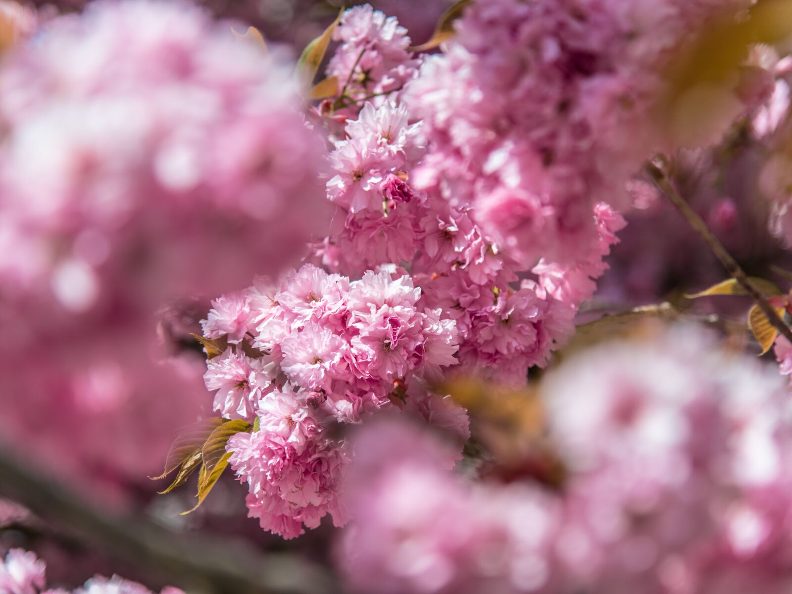 Nikon D850 sample photo. Pink, flower, tree photography