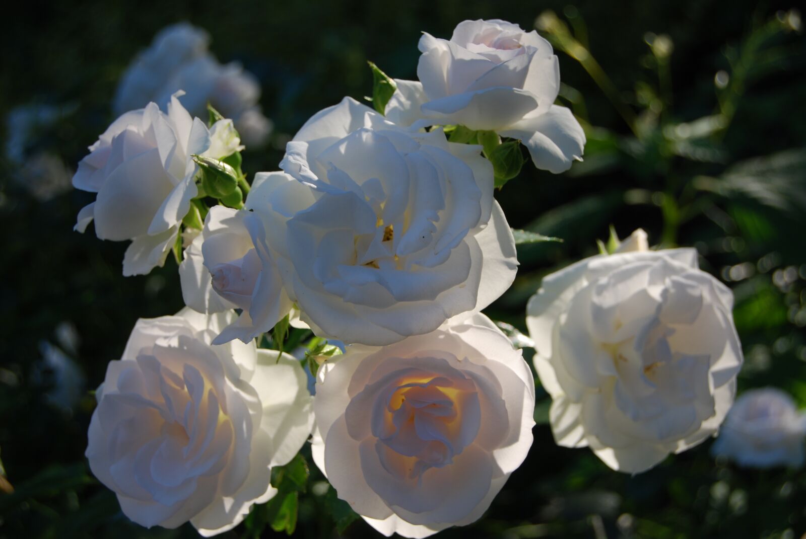 Nikon D40X sample photo. Rose, white, light photography