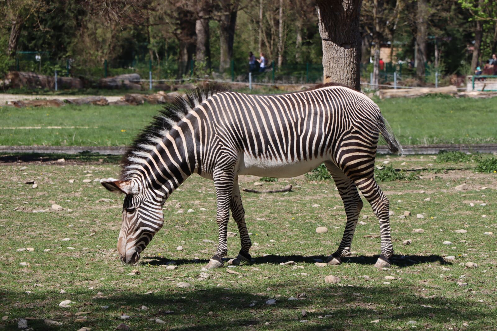 Canon EOS M50 (EOS Kiss M) + Canon EF-M 18-150mm F3.5-6.3 IS STM sample photo. Zebra, animal world, zoo photography