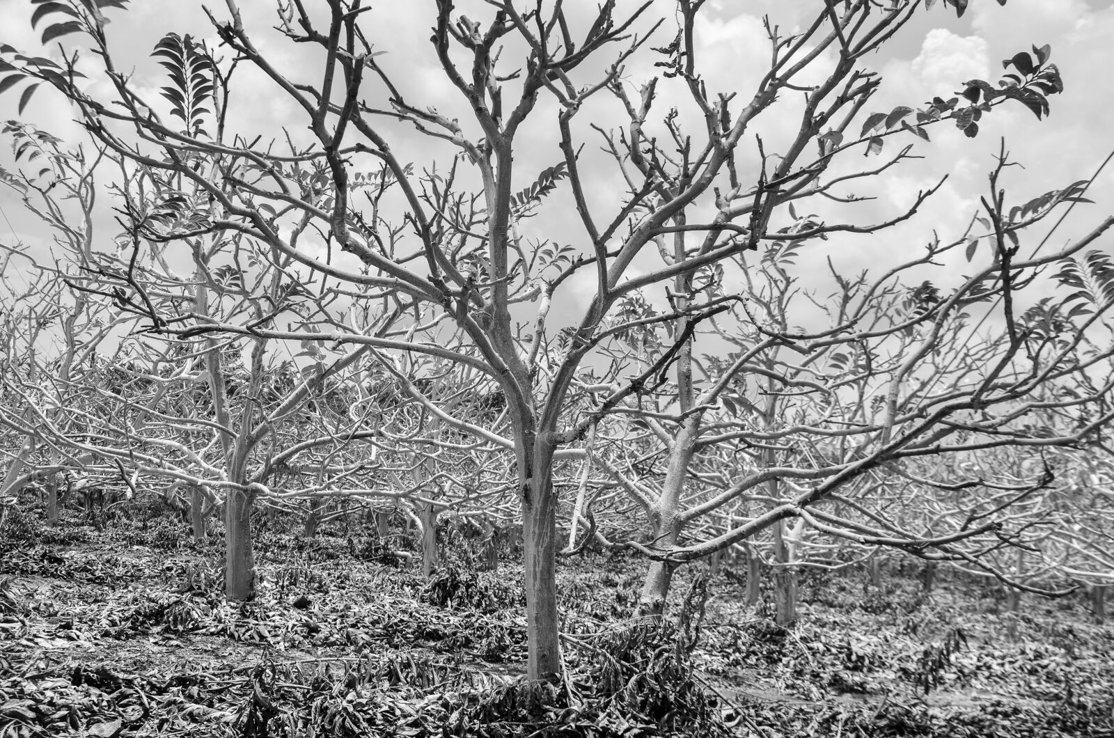 Nikon D5100 sample photo. Tree, natural, nice photography
