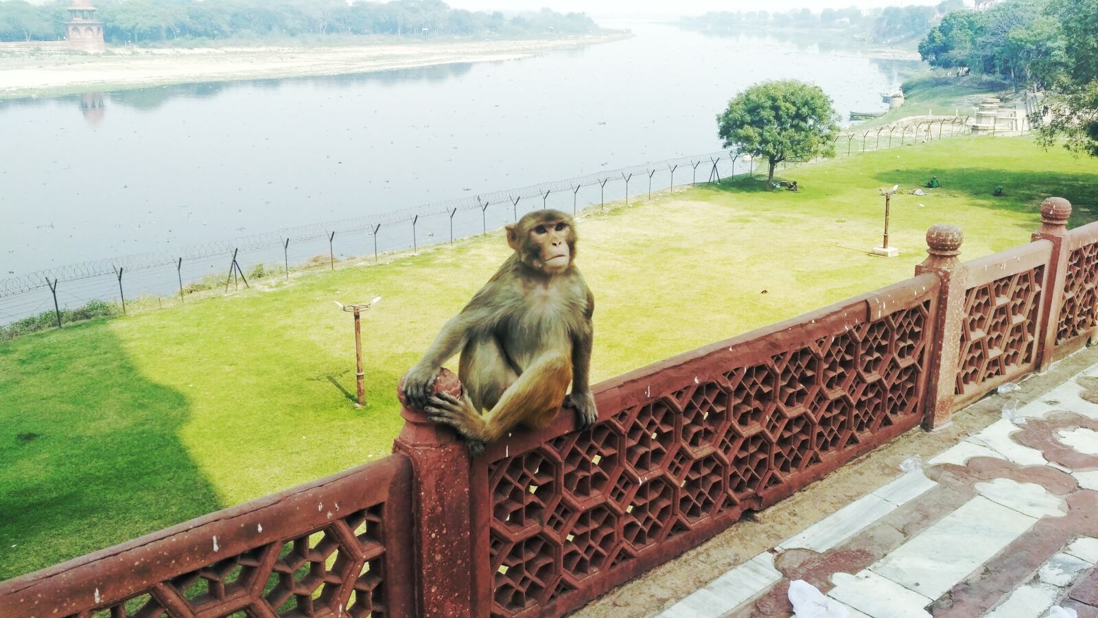 Xiaomi Redmi 3S sample photo. Wahtaj, yamuna river, monkey photography
