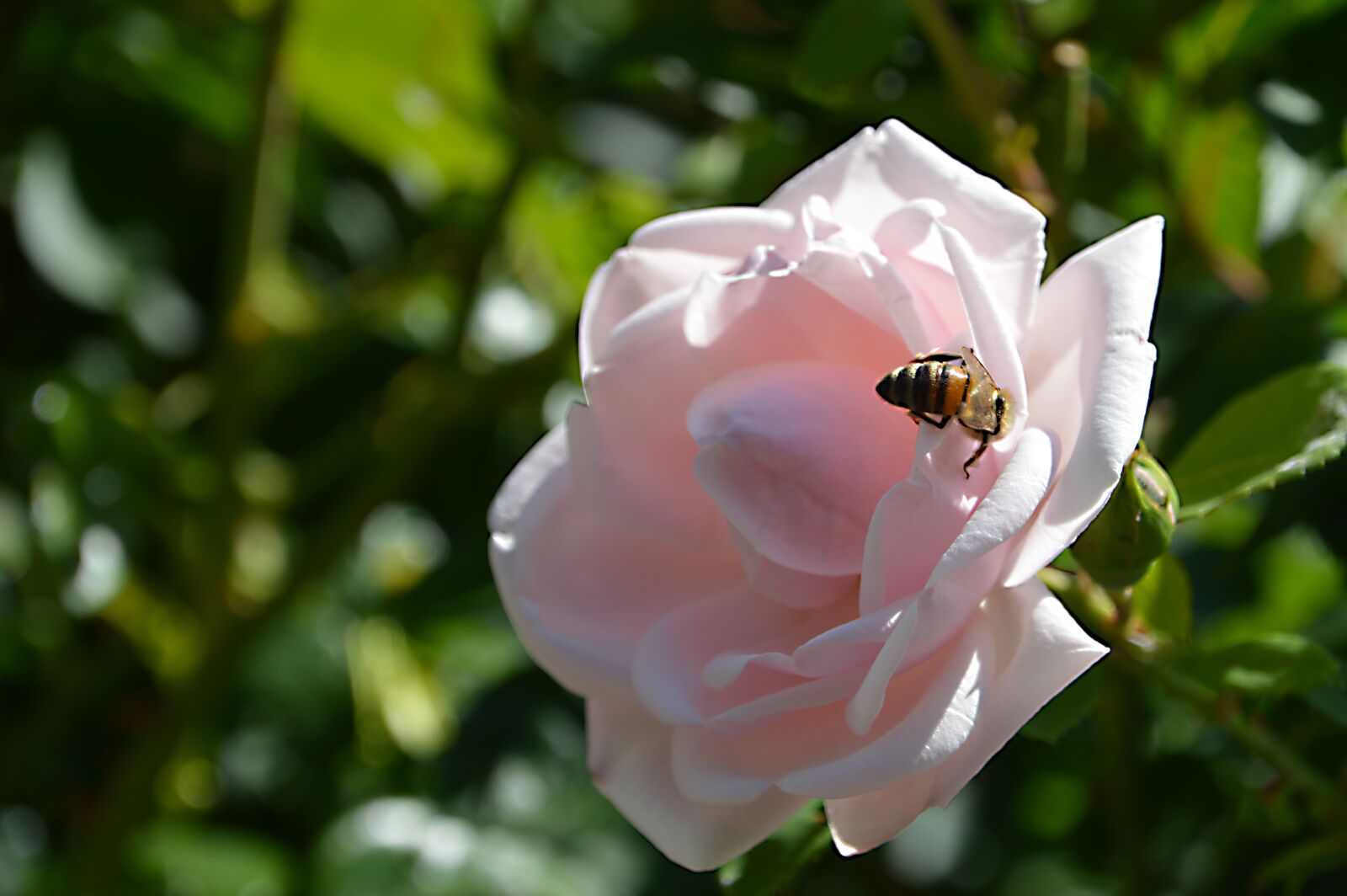 Nikon D3200 sample photo. Pink, rose, bee photography