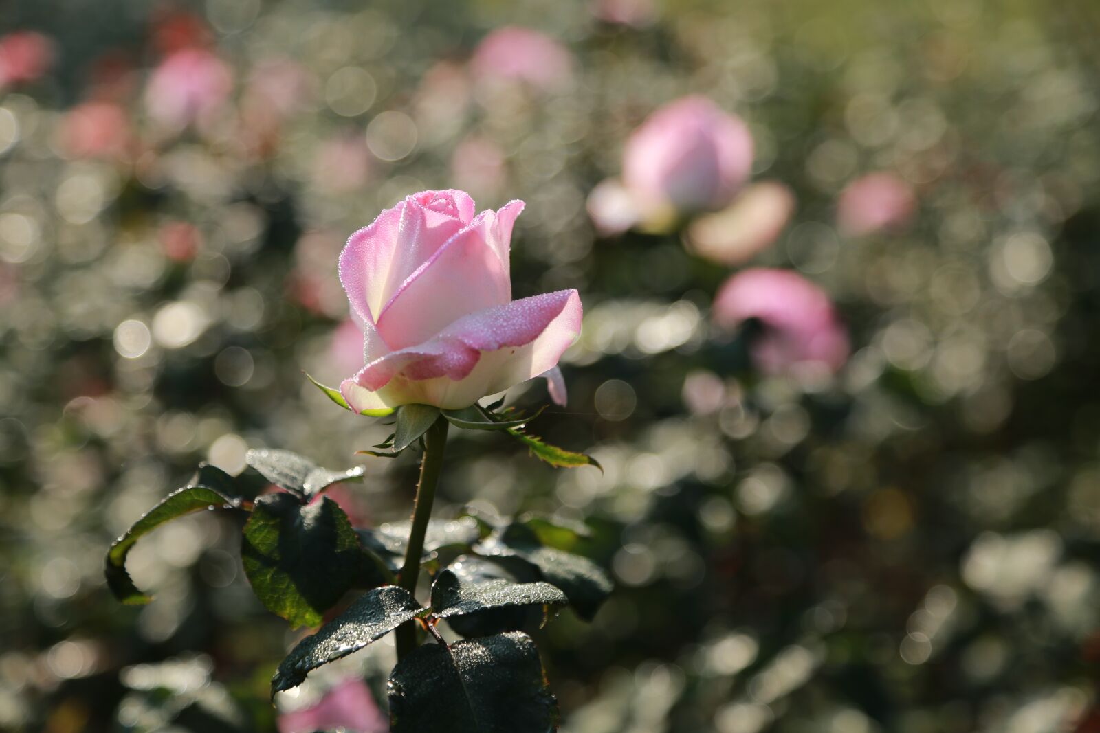 Canon EOS 6D + Canon EF 24-105mm F4L IS USM sample photo. Rose, flowers, romantic photography