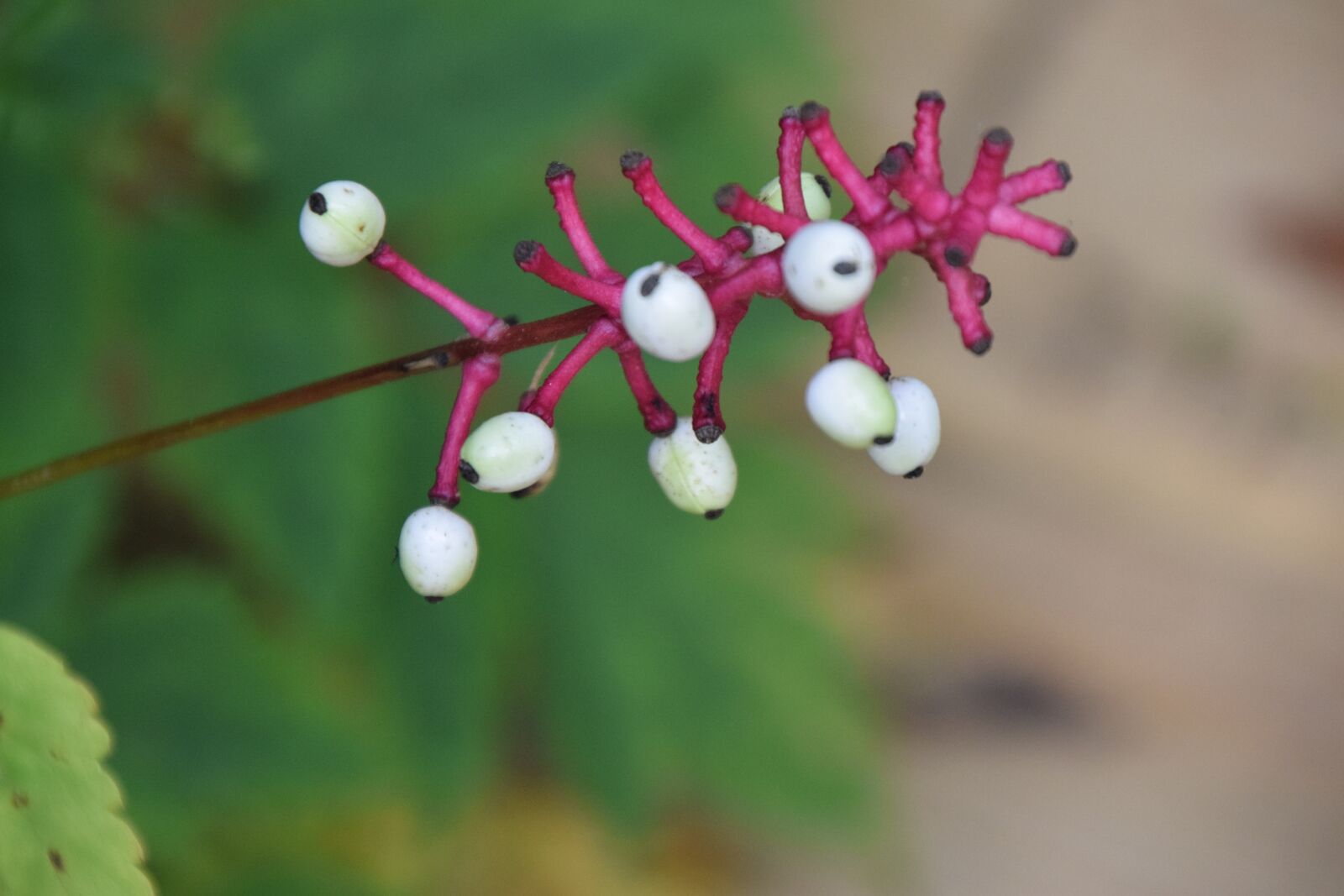 Nikon D3300 sample photo. Eyeball, flower, seeds photography