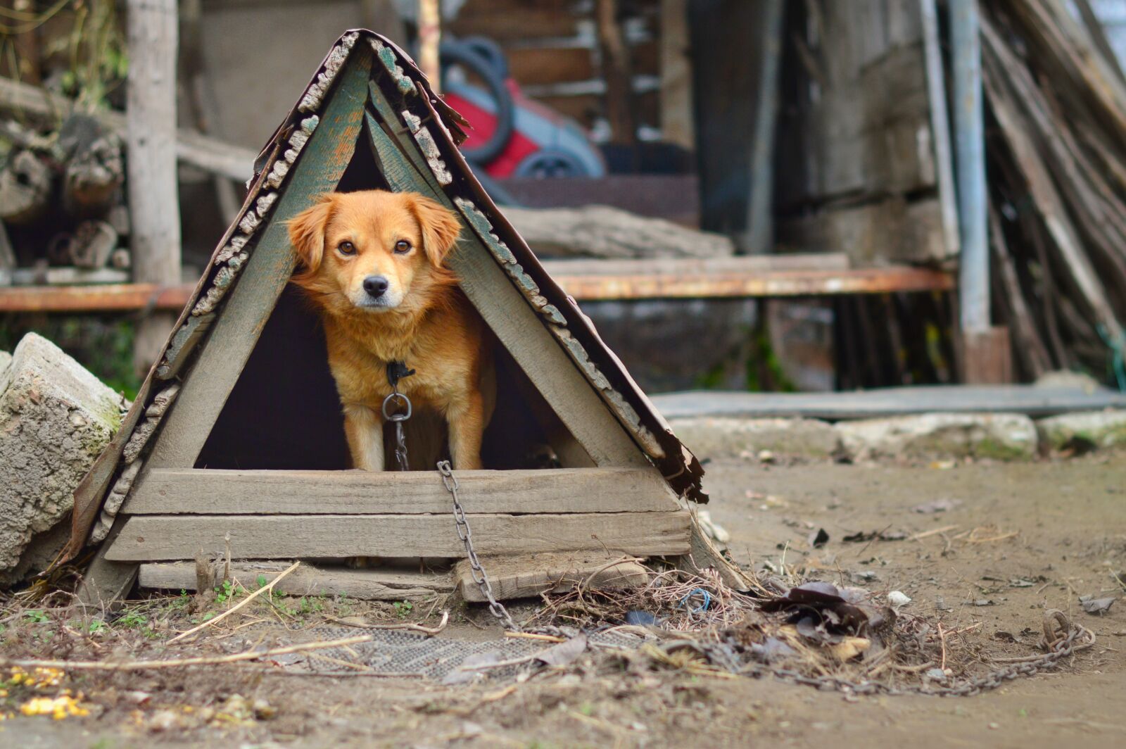 Nikon D3200 sample photo. Dog, house, pet photography