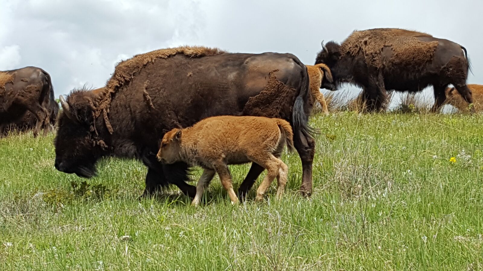 Samsung Galaxy S6 sample photo. Buffalo, baby animal, grazing photography