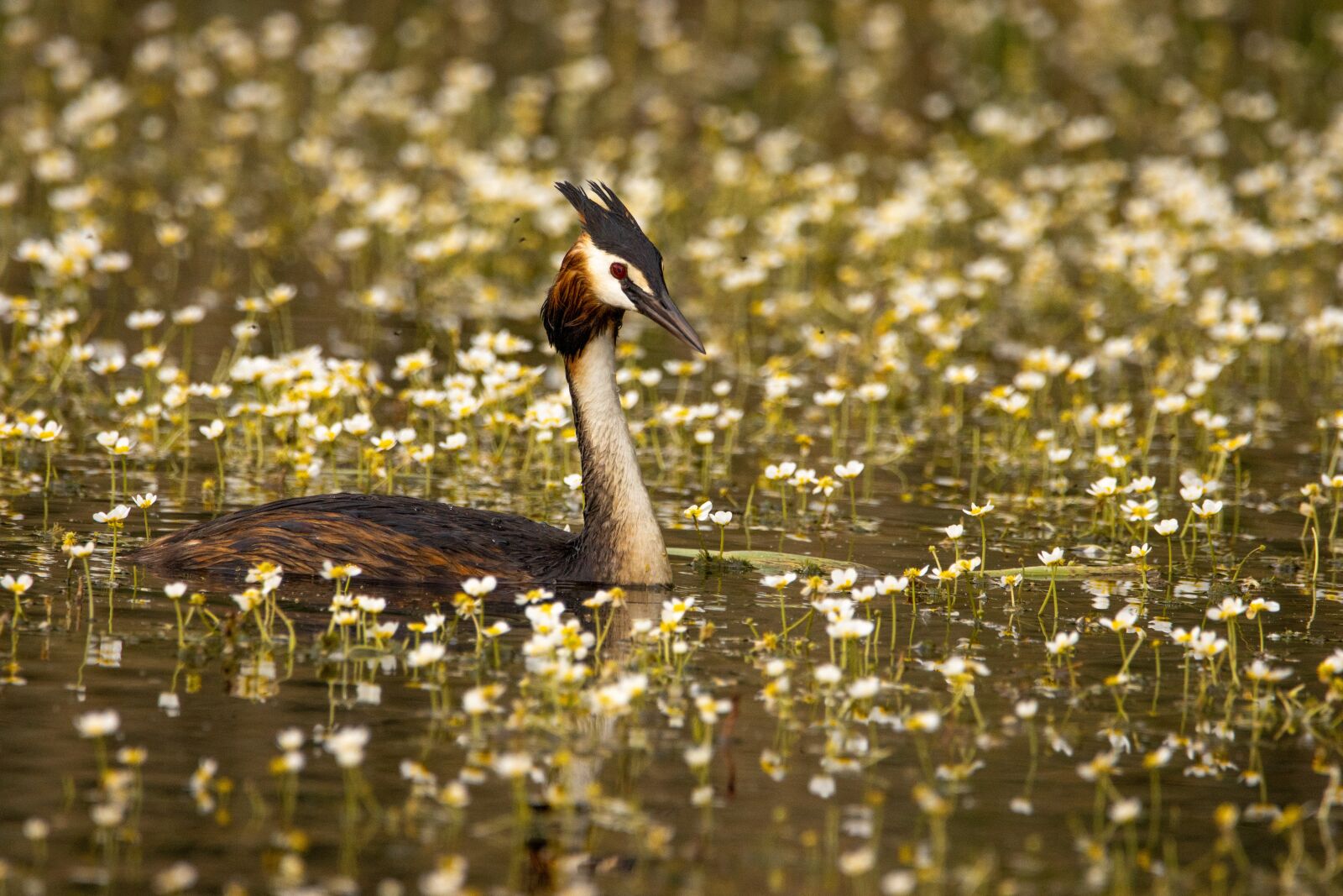 150-600mm F5-6.3 DG OS HSM | Contemporary 015 sample photo. Great crested grebe, lake photography