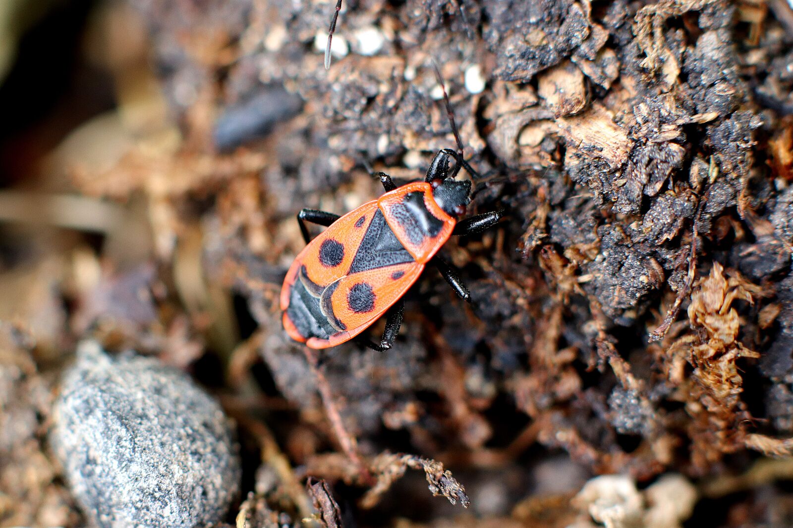Canon EOS 77D (EOS 9000D / EOS 770D) sample photo. Fire bug, beetle, macro photography