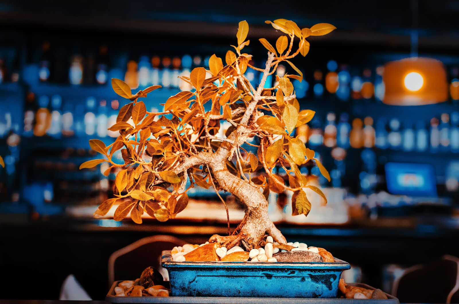 Nikon D5100 sample photo. Restaurant, bonsai, ornament photography