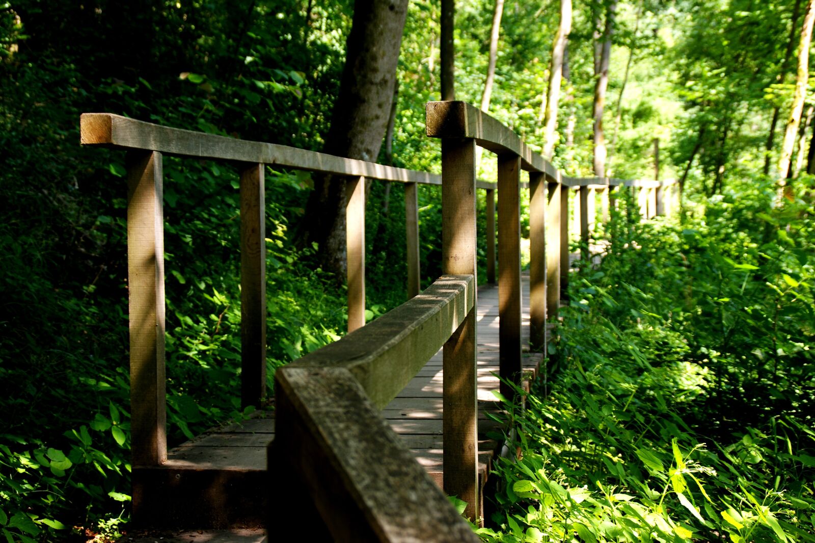 Sony Alpha DSLR-A350 sample photo. Forest, wood, trees photography