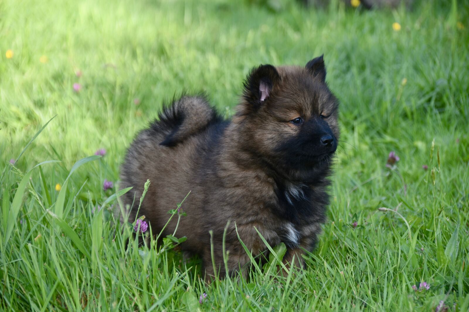 Nikon D5600 sample photo. Dog, puppy, young bitch photography