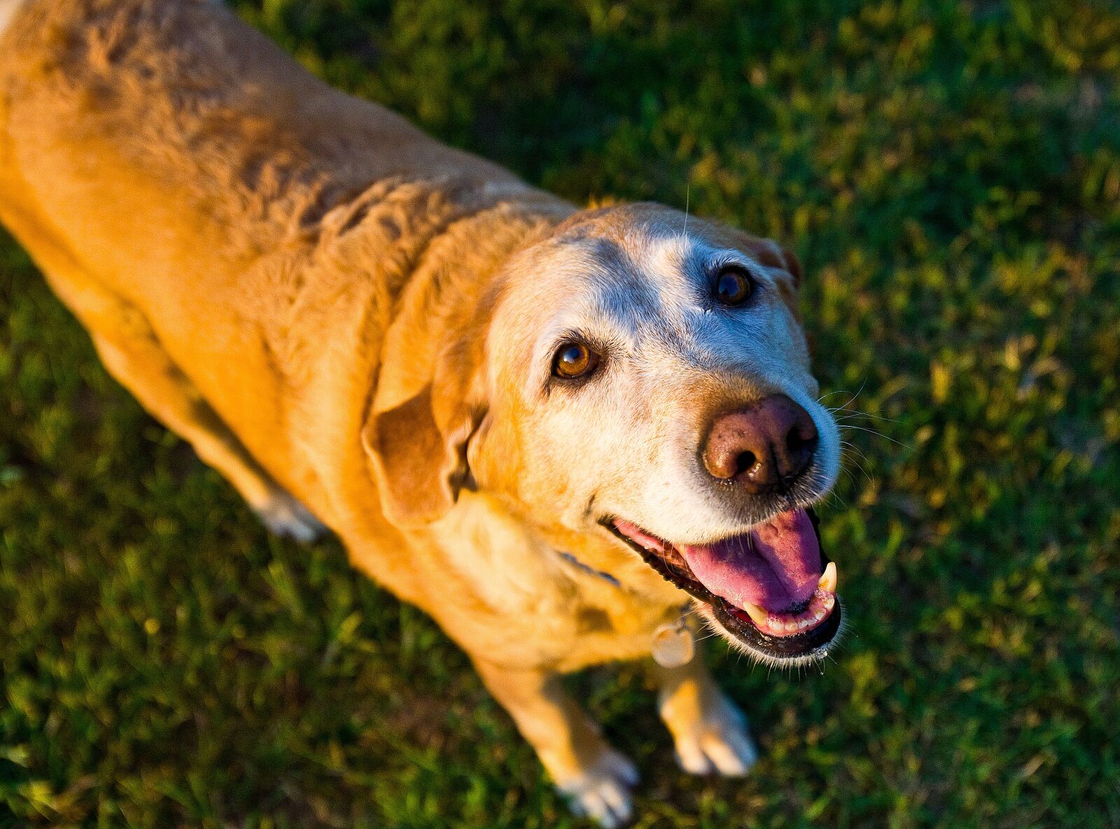 Canon EOS 5D + Canon EF 16-35mm F2.8L USM sample photo. Old dog, yellow, lab photography