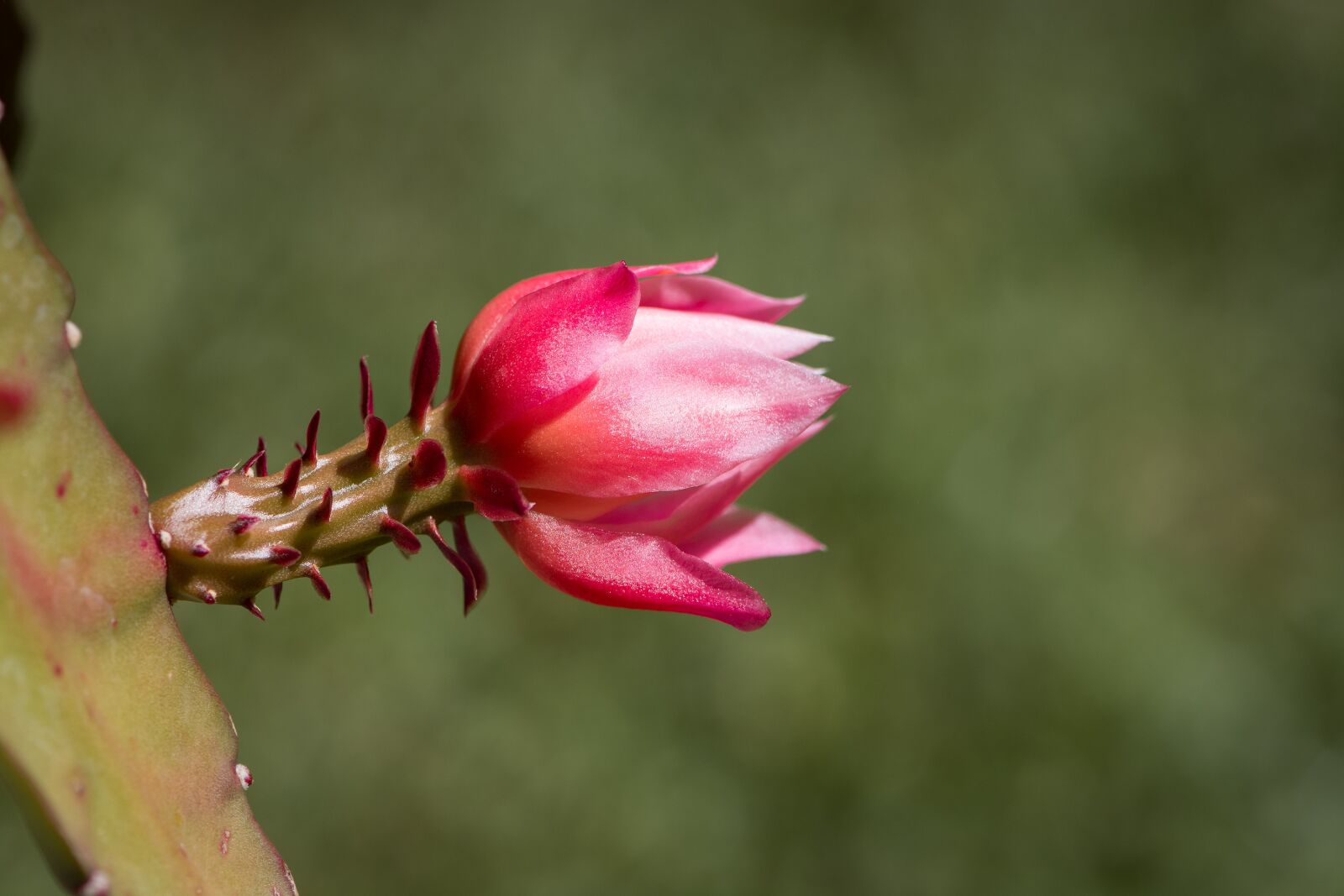 Nikon D7100 sample photo. Blossom, bloom, cactus blossom photography