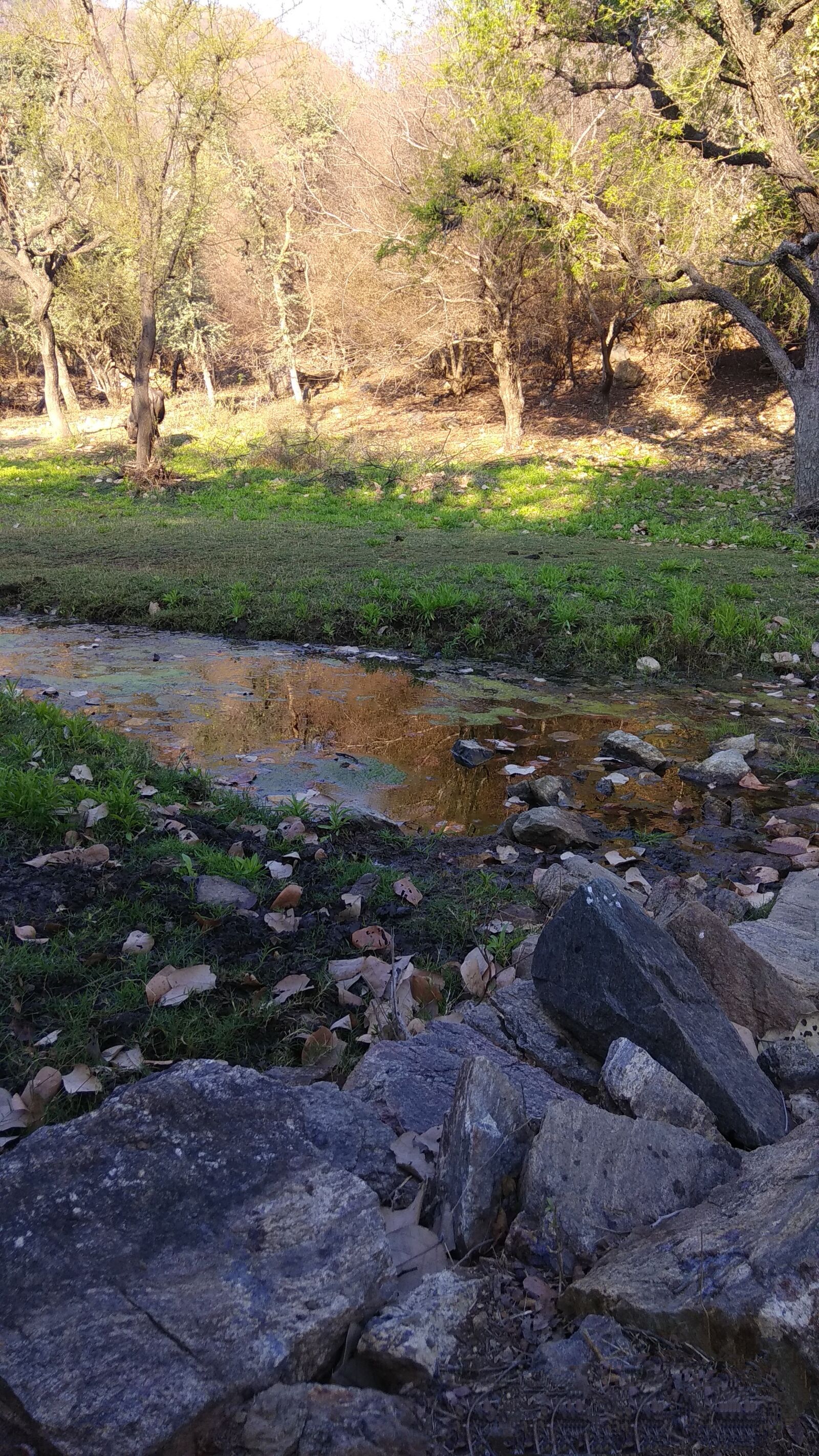 Xiaomi Redmi Note 4 sample photo. Jungle, forest, water photography