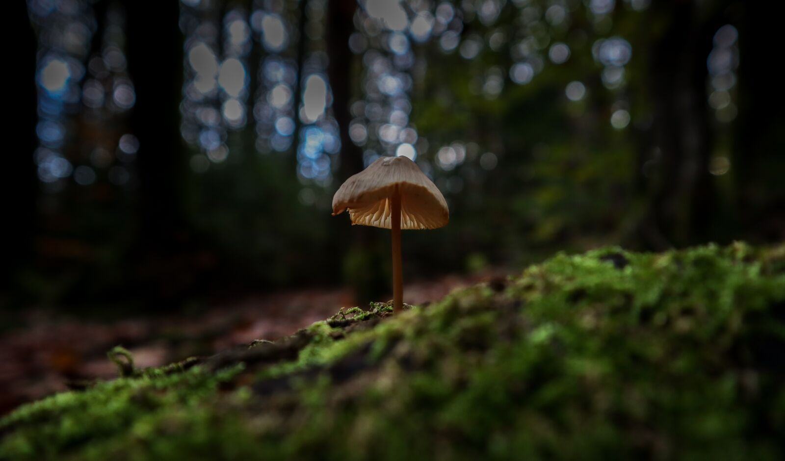 Canon EF-M 15-45mm F3.5-6.3 IS STM sample photo. Mushrooms, nature, autumn photography
