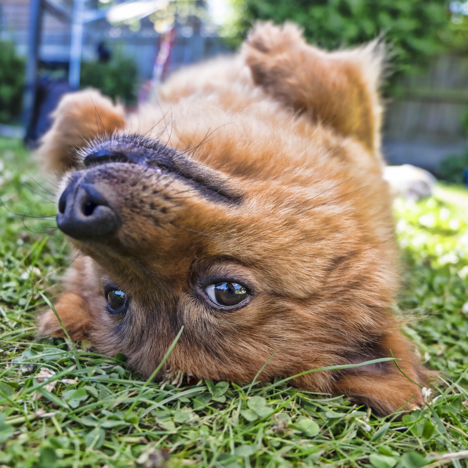 Fujifilm XC 16-50mm F3.5-5.6 OIS II sample photo. Dog, upside down, square photography