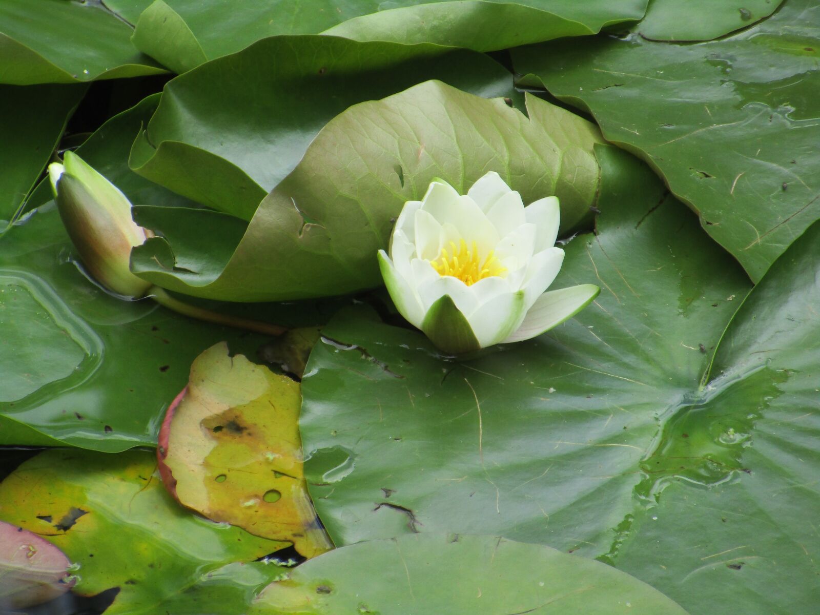 Canon PowerShot ELPH 170 IS (IXUS 170 / IXY 170) sample photo. Waterlily, green, lily photography