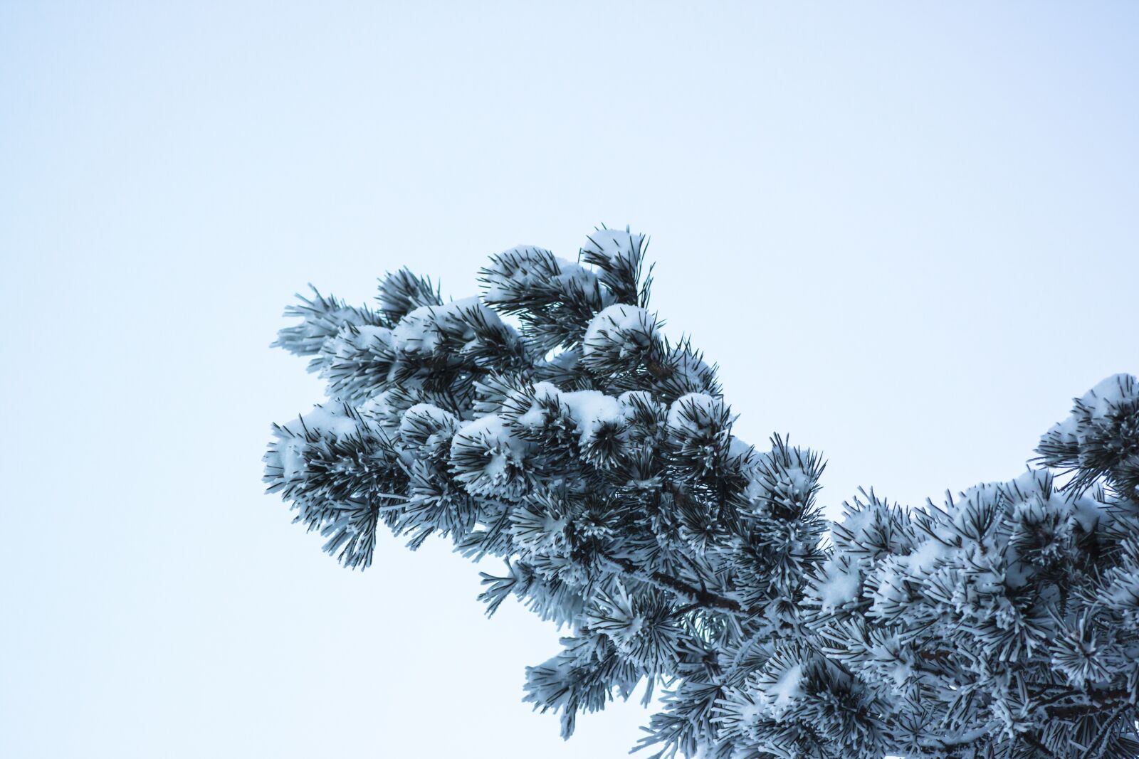 Canon EOS 500D (EOS Rebel T1i / EOS Kiss X3) sample photo. Tree, winter, nature photography