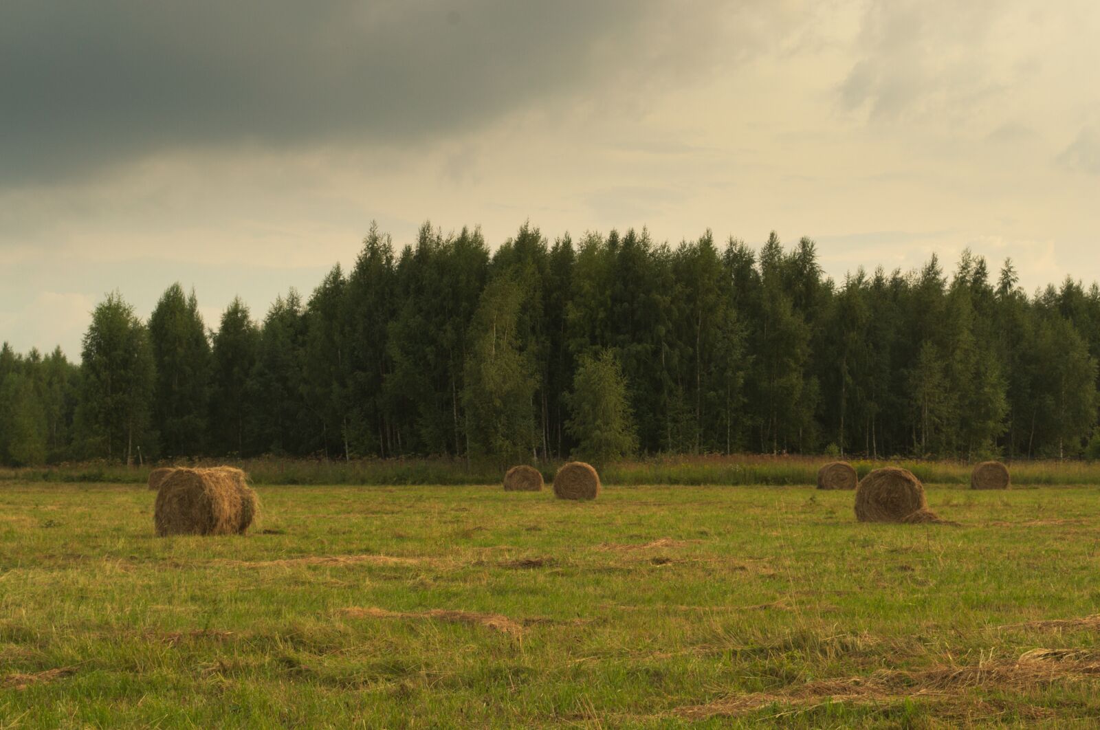 Nikon D3100 sample photo. Field, meadow, rick photography
