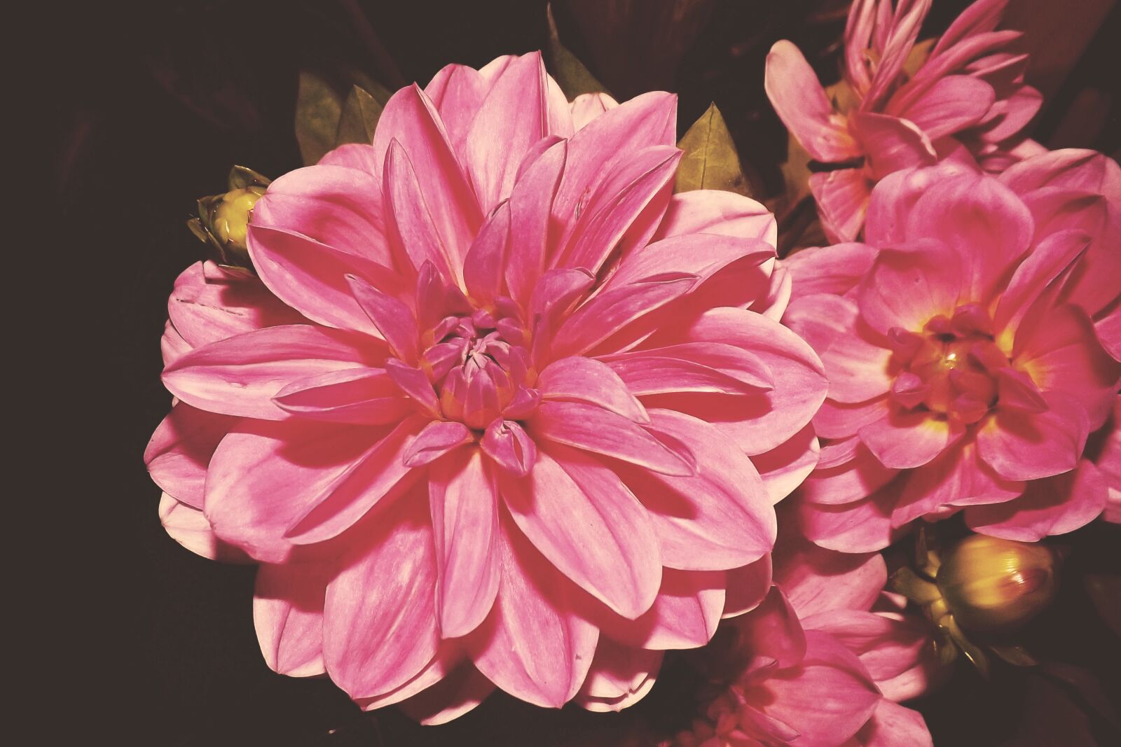 Fujifilm FinePix S4300 sample photo. Vintage, blossom, bloom photography