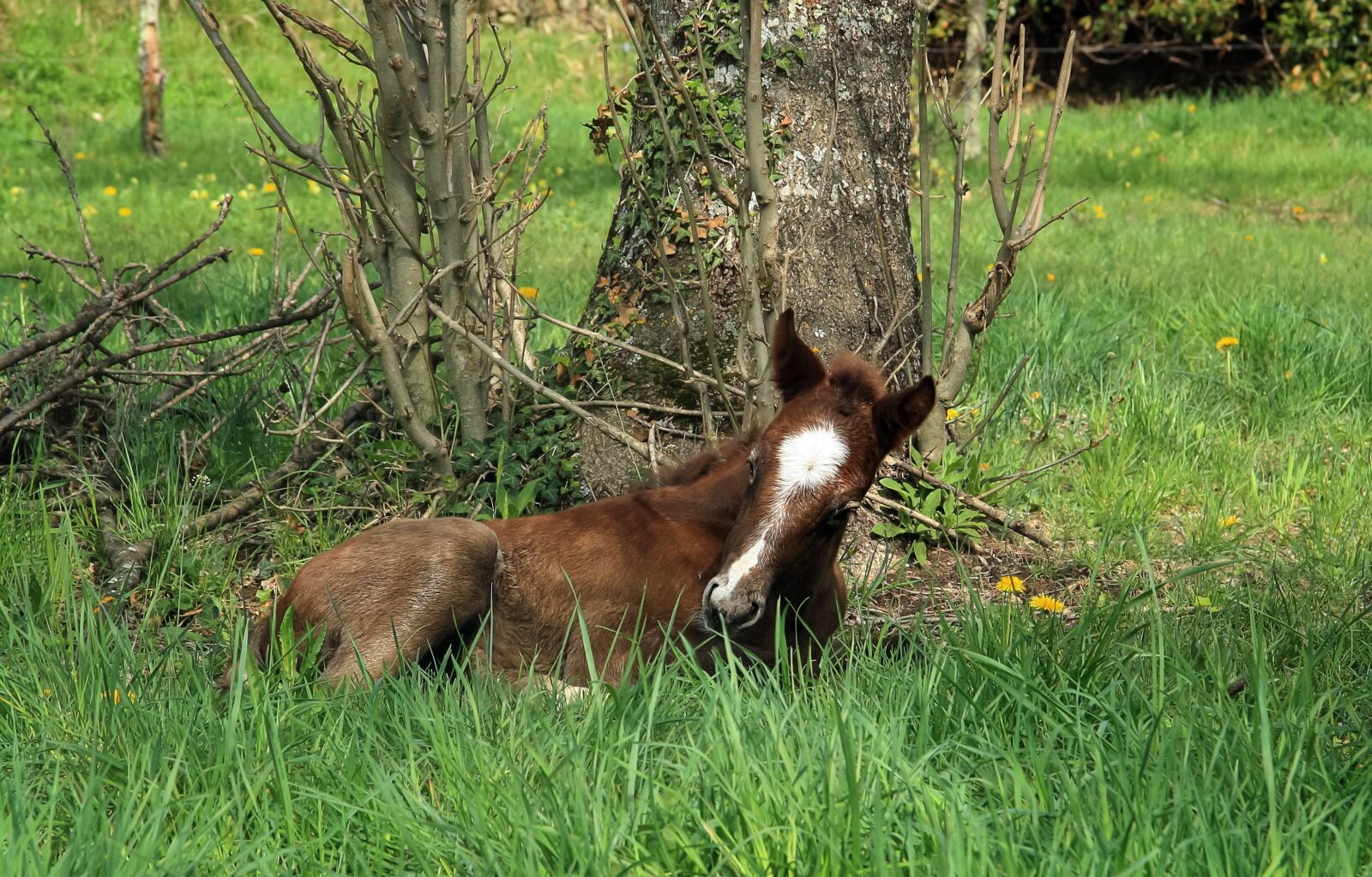 Canon EOS 1000D (EOS Digital Rebel XS / EOS Kiss F) sample photo. Animal, mammal, foal photography