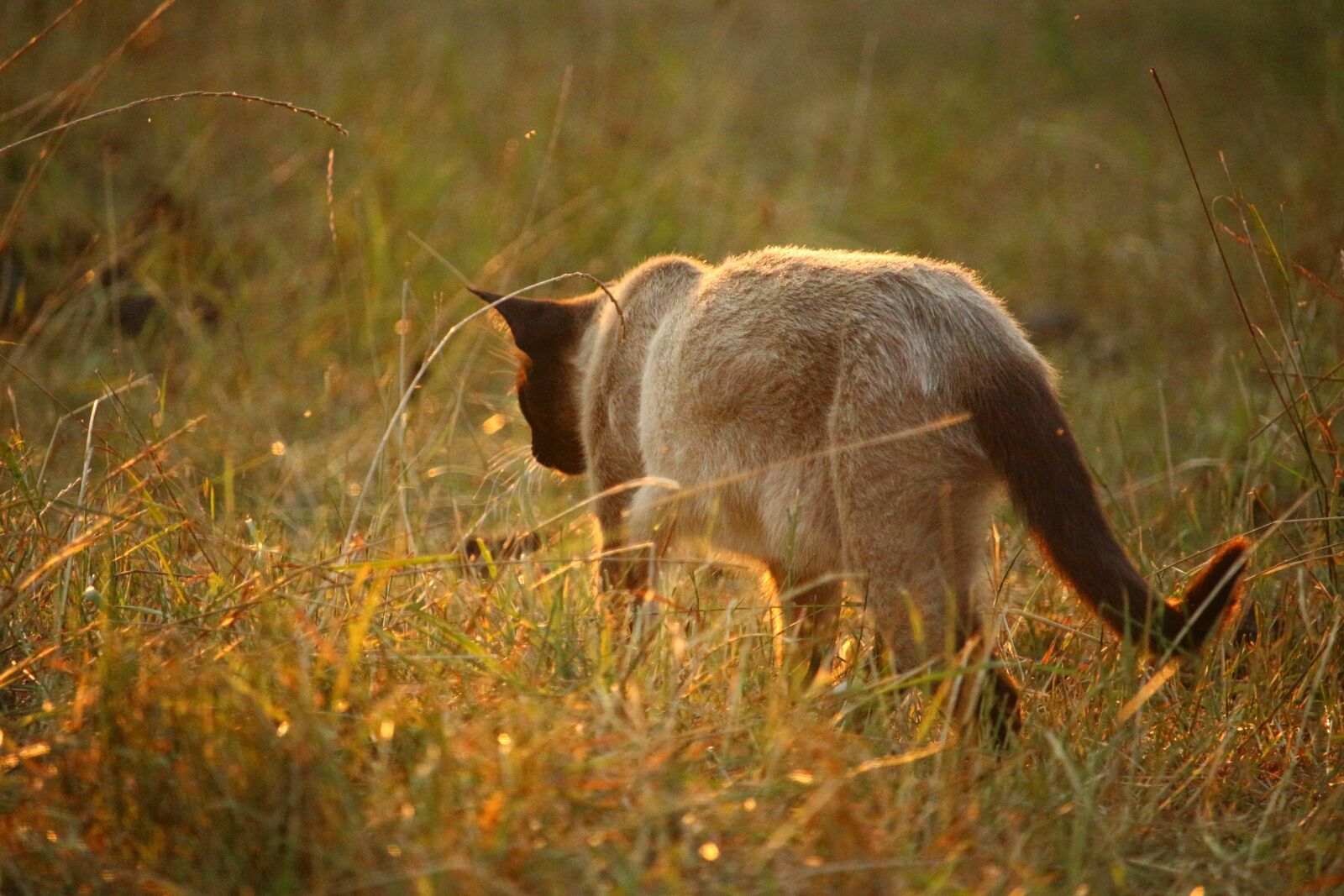 Canon EOS 100D (EOS Rebel SL1 / EOS Kiss X7) sample photo. Cat, mieze, siamese cat photography