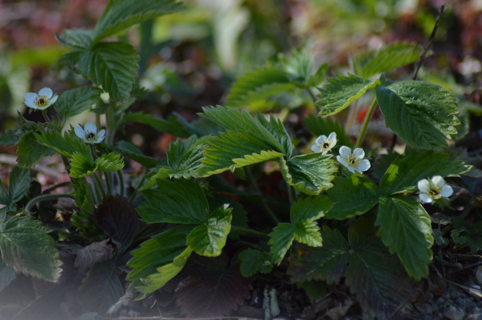 Nikon D3200 sample photo. Spring, strawberry, green photography