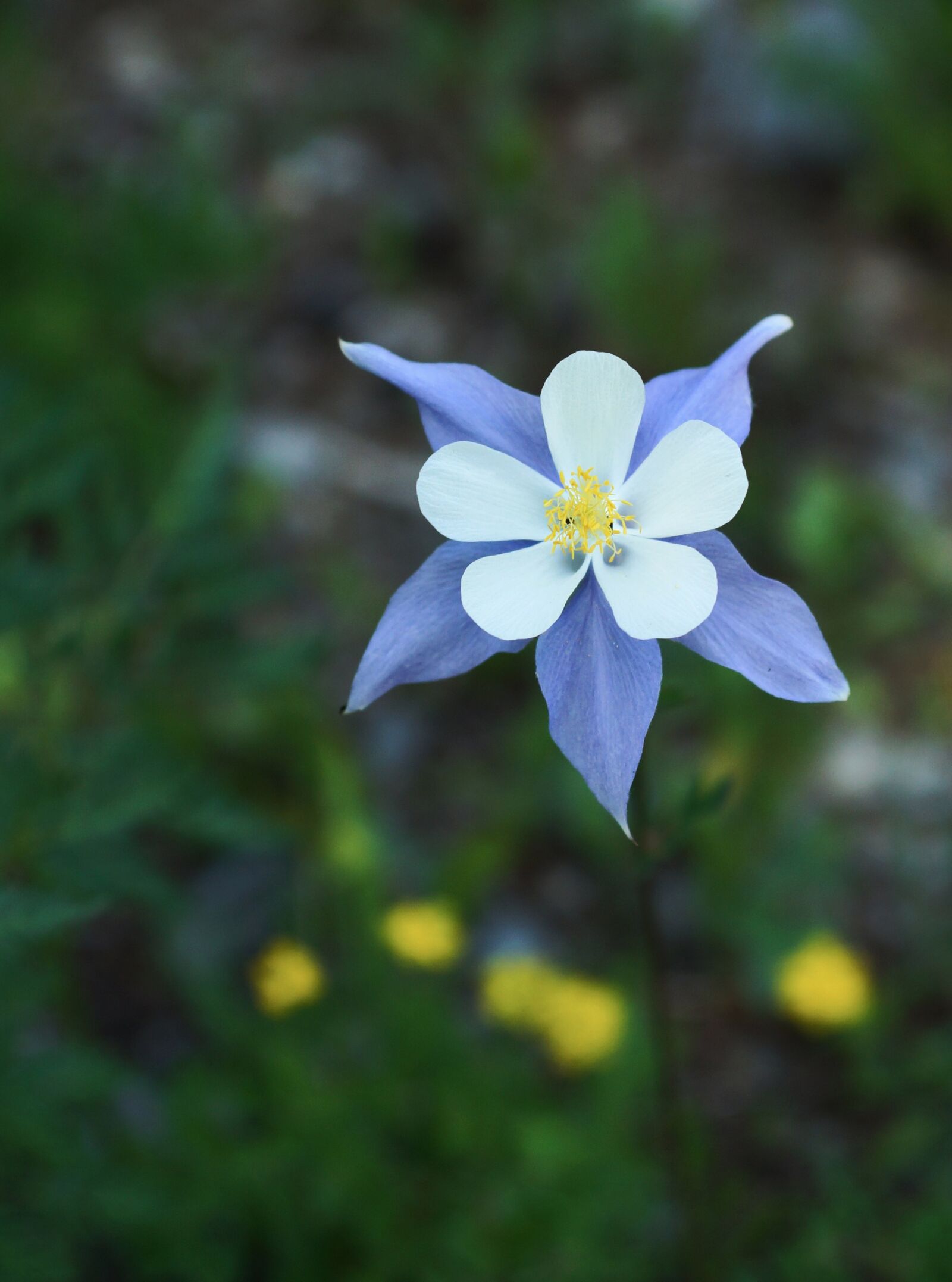 Sony SLT-A65 (SLT-A65V) sample photo. Columbine, blue, bloom photography