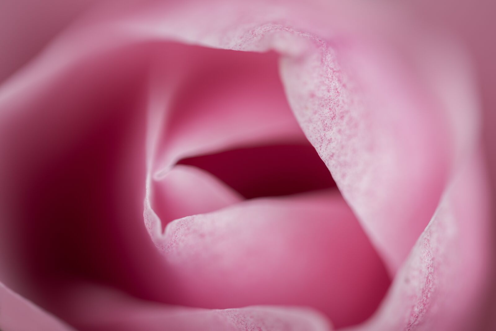 Nikon D810 sample photo. Pink, macro, flower photography