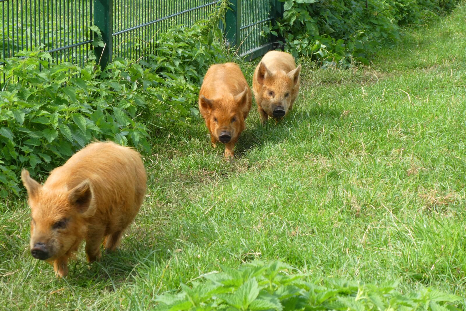 Panasonic Lumix DC-ZS70 (Lumix DC-TZ90) sample photo. Kune kune pigs, pigs photography