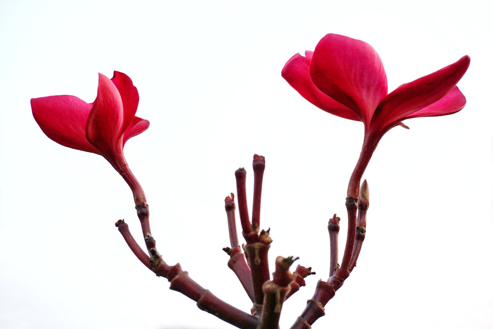 Sony a6300 sample photo. Plumeria, flower, rubra photography