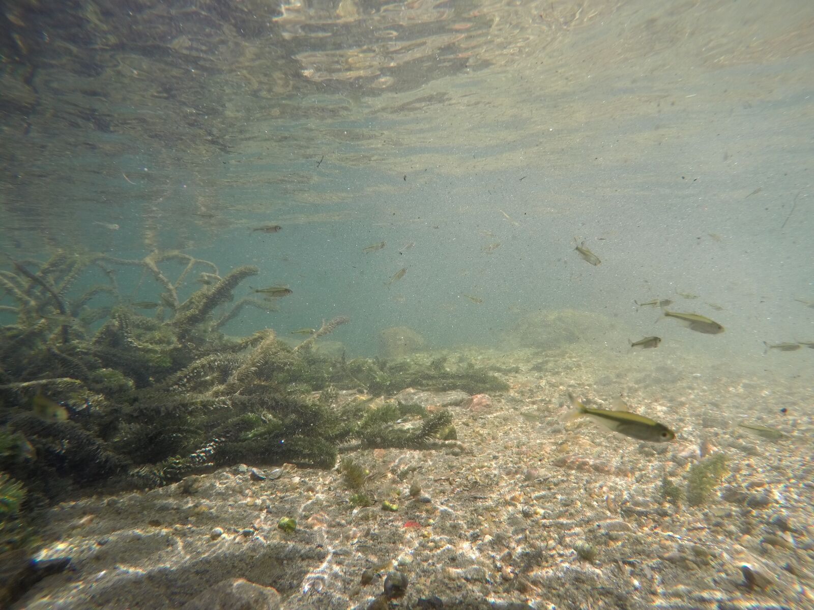 GoPro HERO4 Black sample photo. Fish, day, two photography