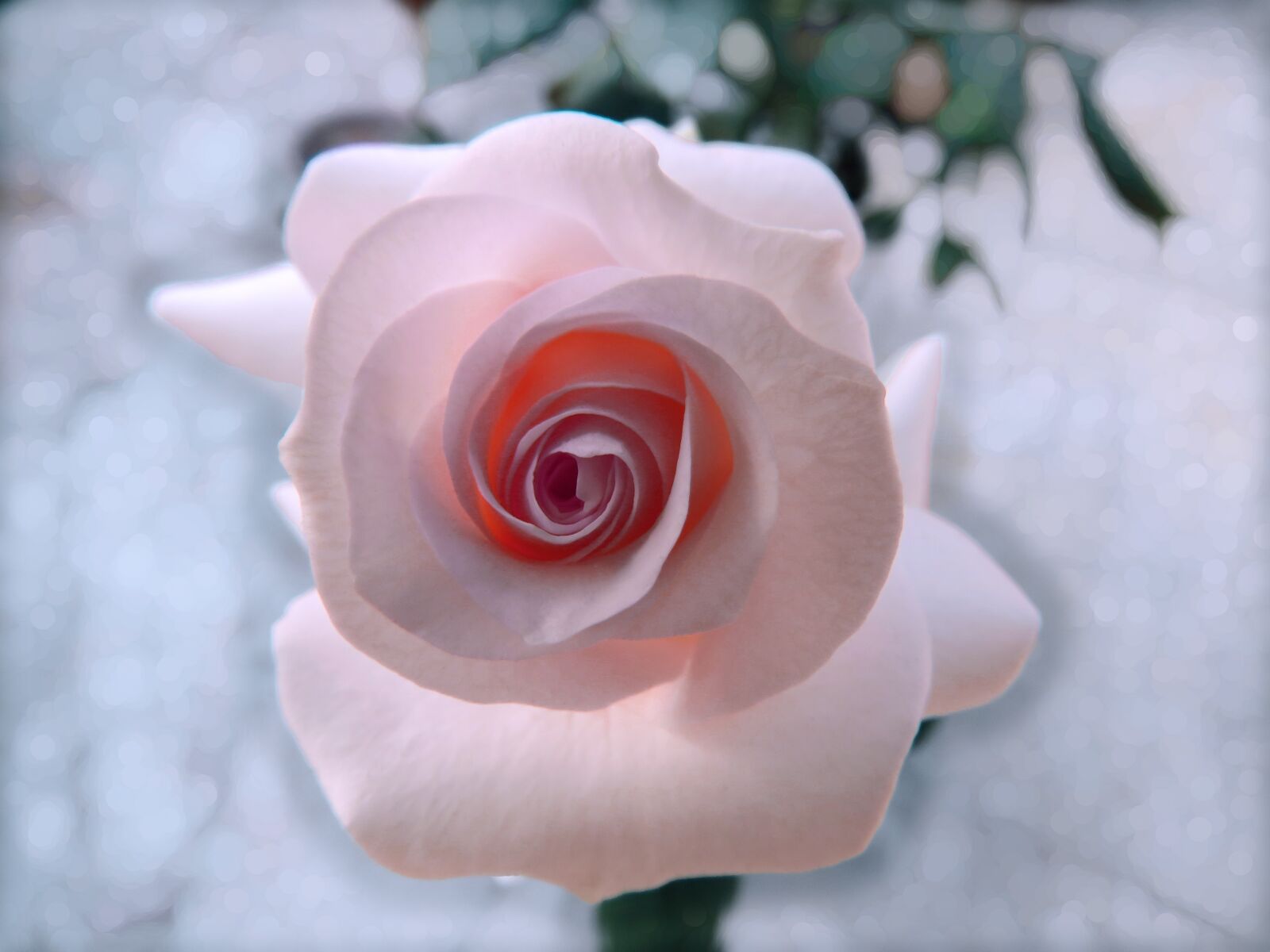Canon PowerShot SX60 HS sample photo. Milk pink rose, rose photography