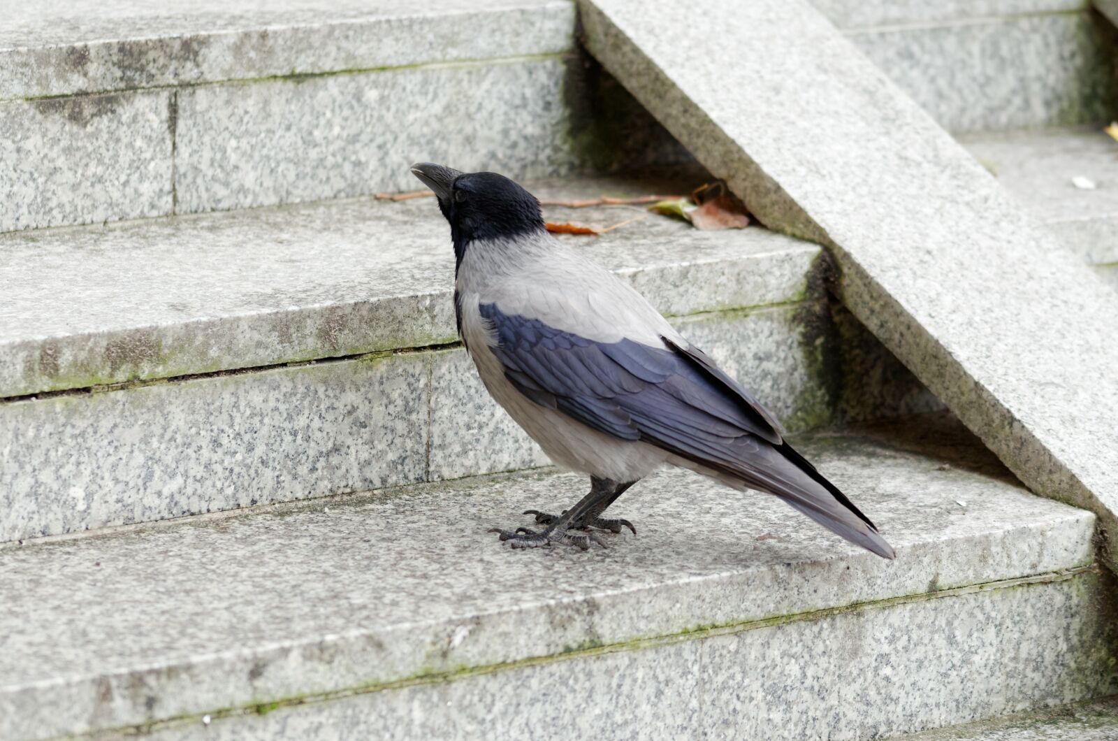Nikon D5100 sample photo. Crow, bird, plumage photography