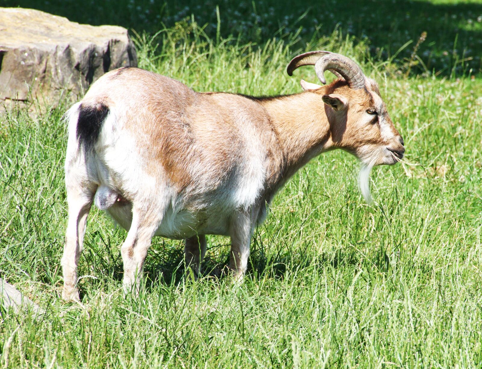Canon EOS 7D sample photo. Goat, horns, animal photography