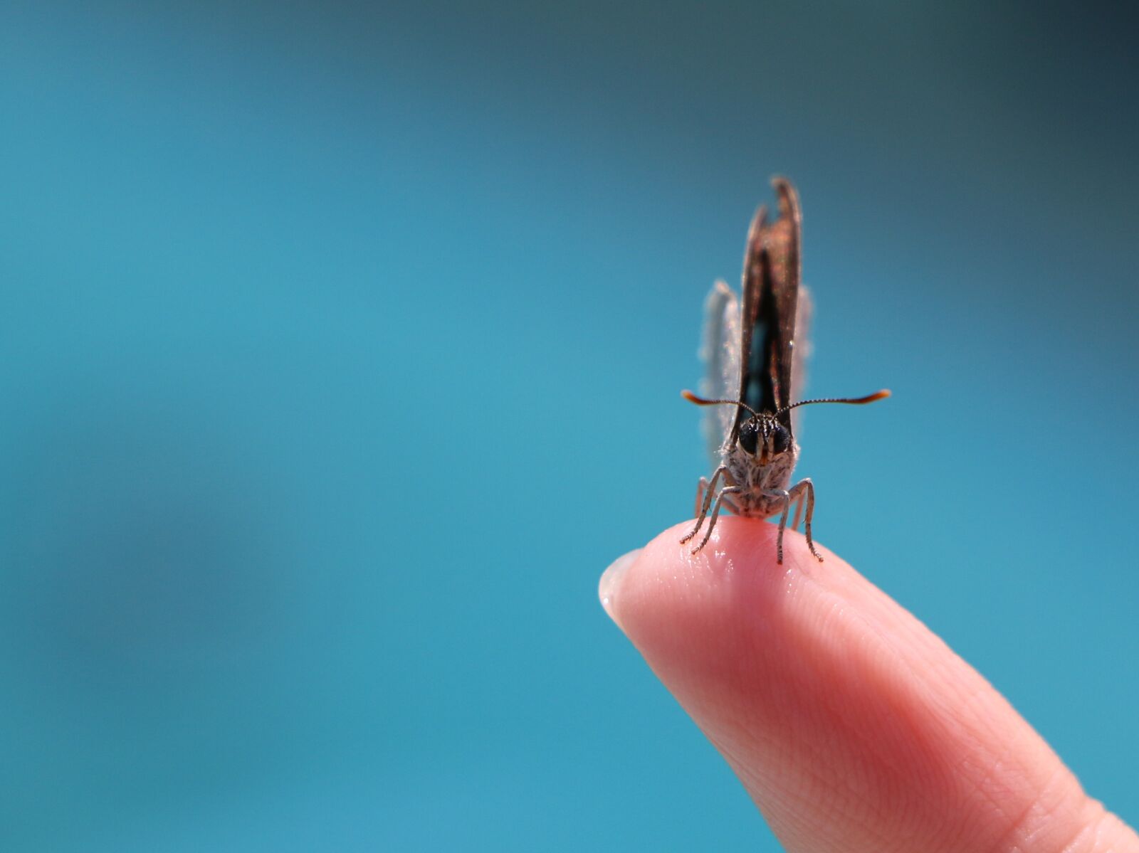 Canon EOS 70D sample photo. Motte, finger, nature photography