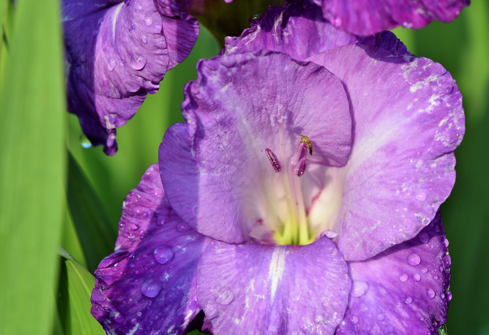 Nikon D7200 sample photo. Gladiolus, gladidus, butterfly greenhouse photography