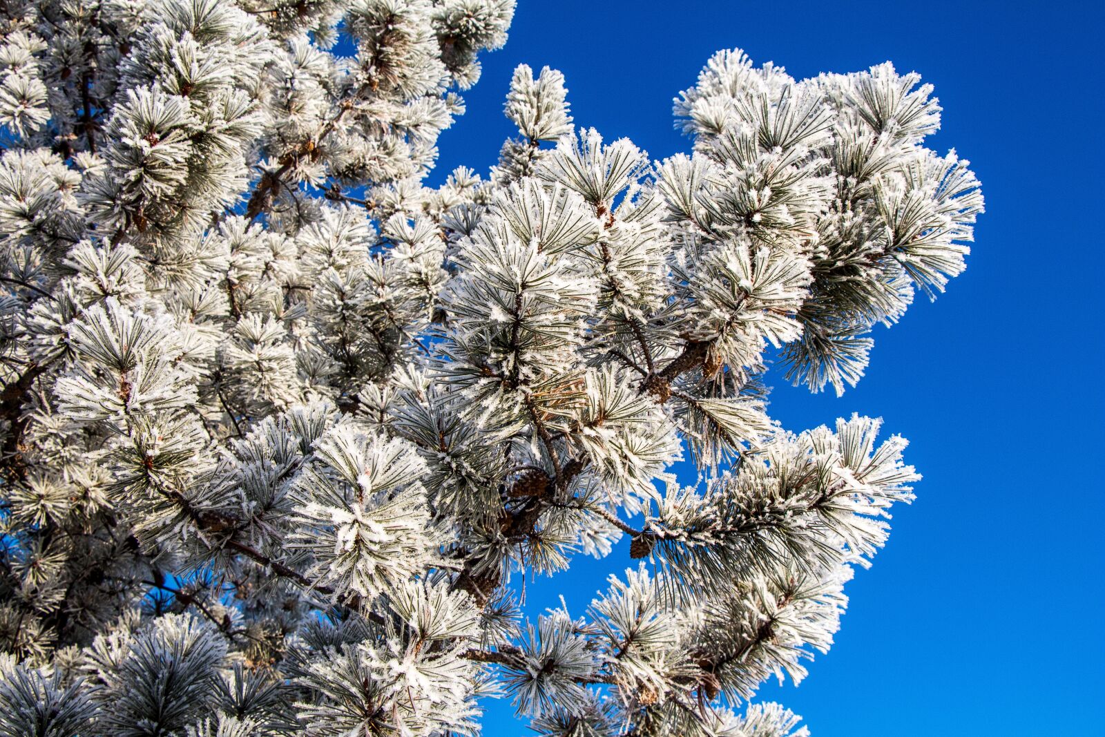 Canon EOS 650D (EOS Rebel T4i / EOS Kiss X6i) sample photo. Winter, frost, hoar frost photography