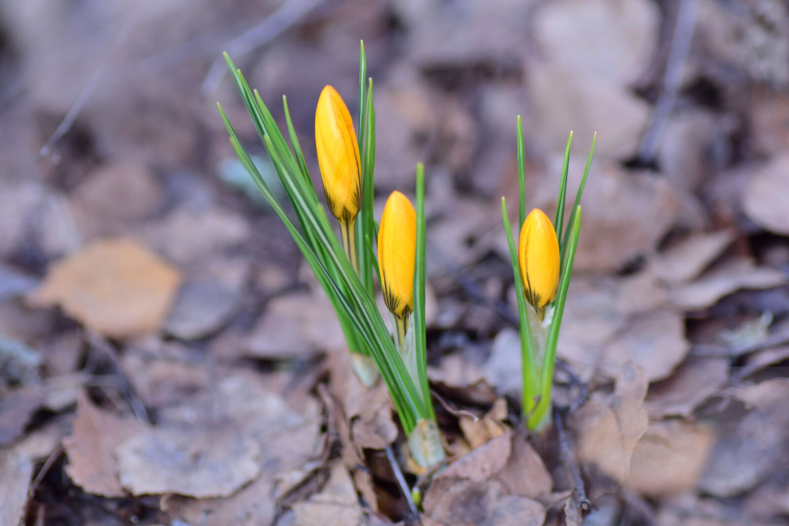 Nikon D5300 sample photo. Krokusknoppar, crocus, flowers photography